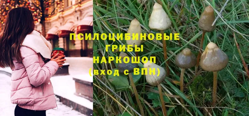 Псилоцибиновые грибы Psilocybine cubensis  Новомичуринск 